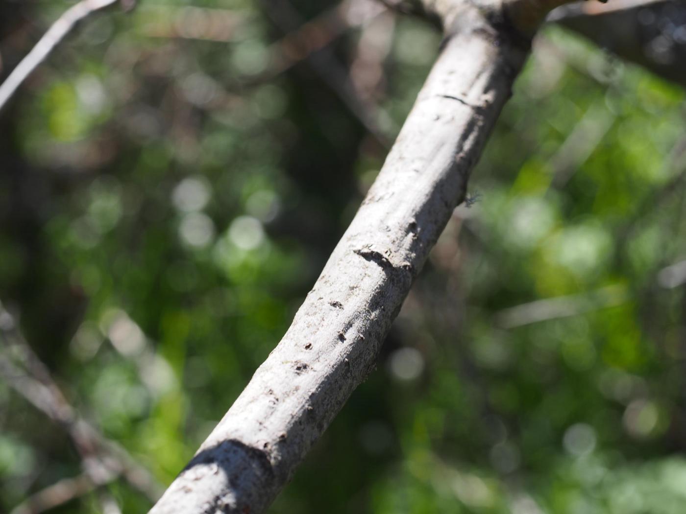 Willow, Grey-leaved